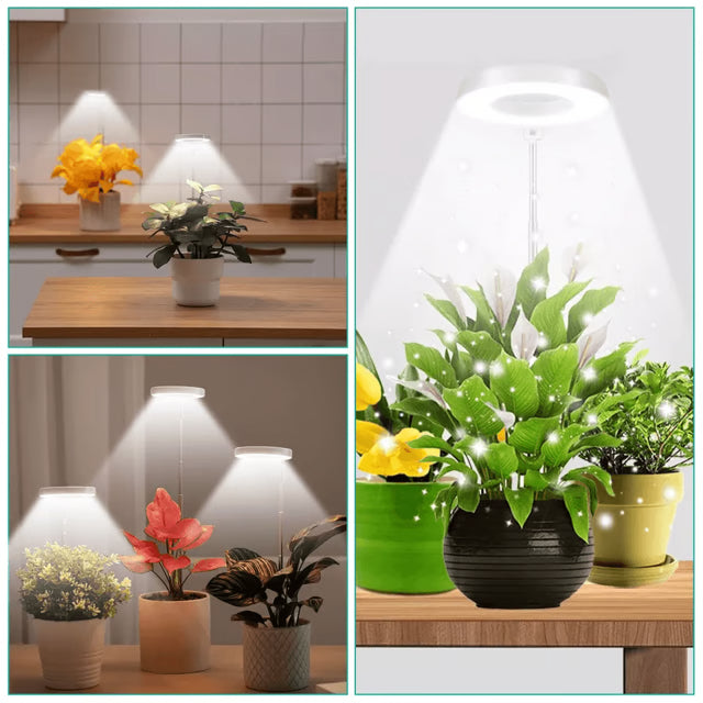 LED Grow Light for Indoor Plants, Full Spectrum Plant Growing Lamp with Dimmable Halo Light for Herbs & Succulents